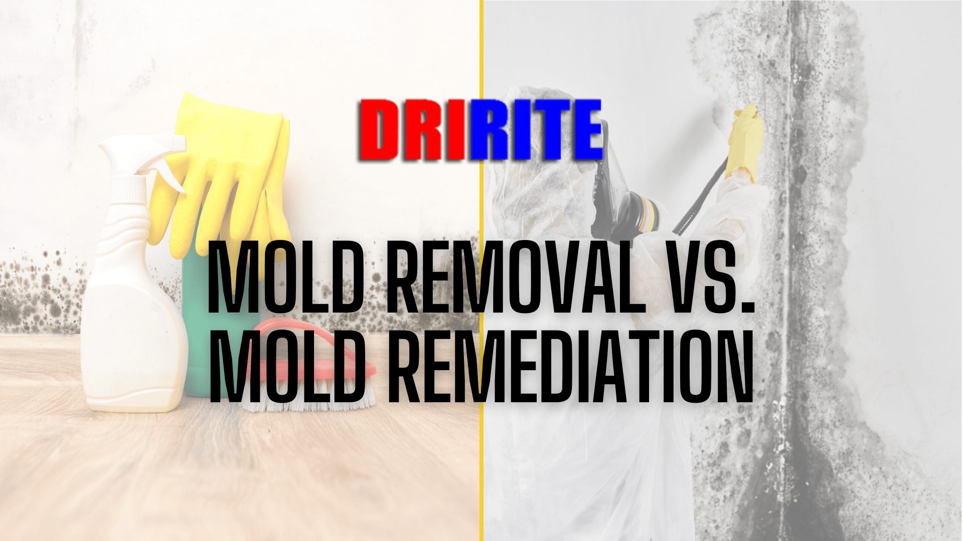 Mold Removal Vs Mold Remediation