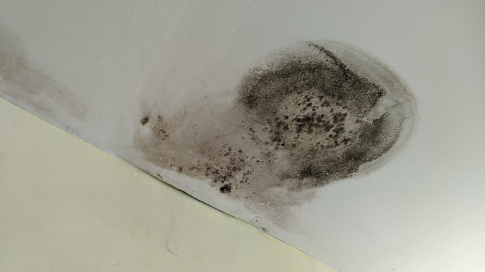 Mold Growth Ceiling Need To Be Immediately Replaced After Water Damage