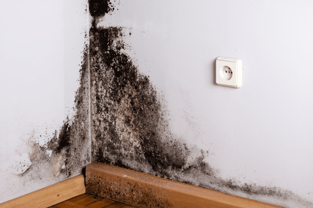 Mold on Wall - Signs Of Water Damage In Walls