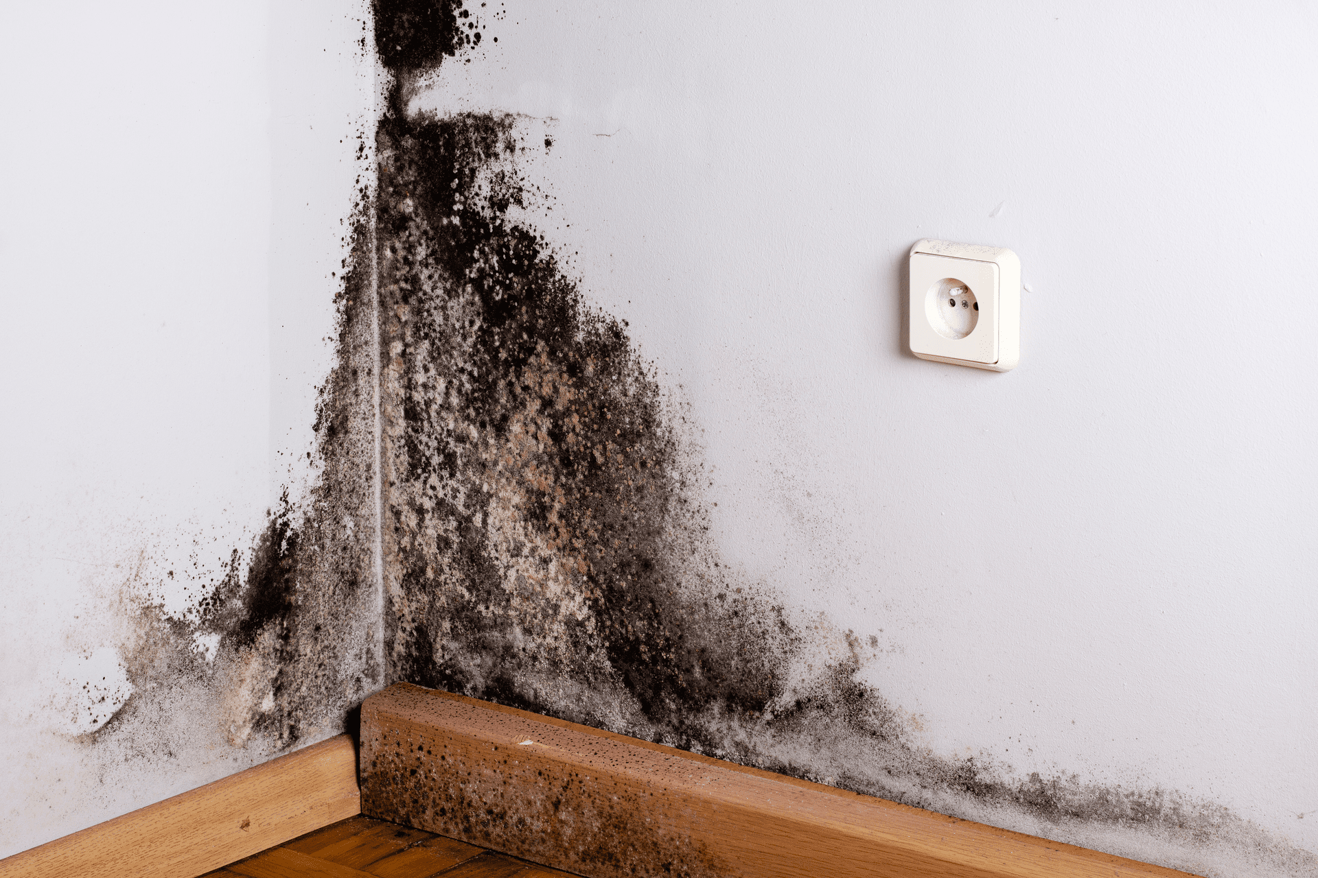 Mold On Walls - Signs Of Water Damage
