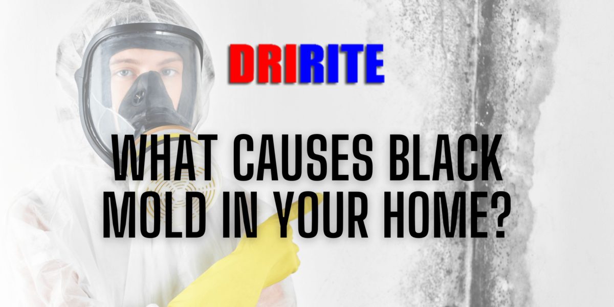 What causes black mold in your home