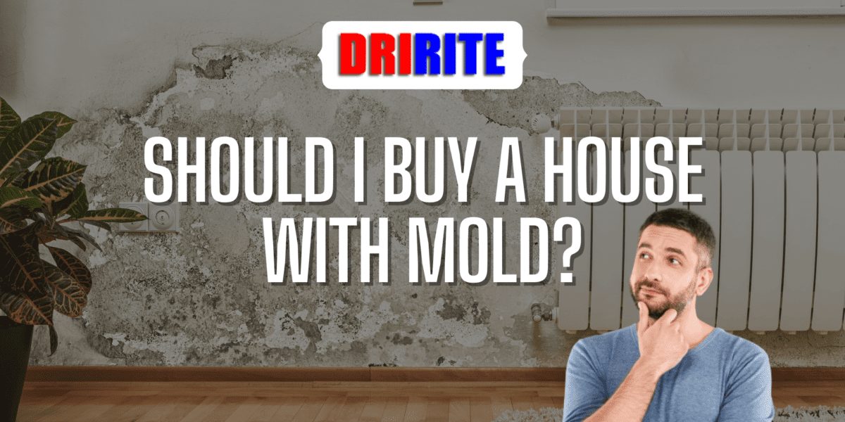 Should I Buy a House With Mold