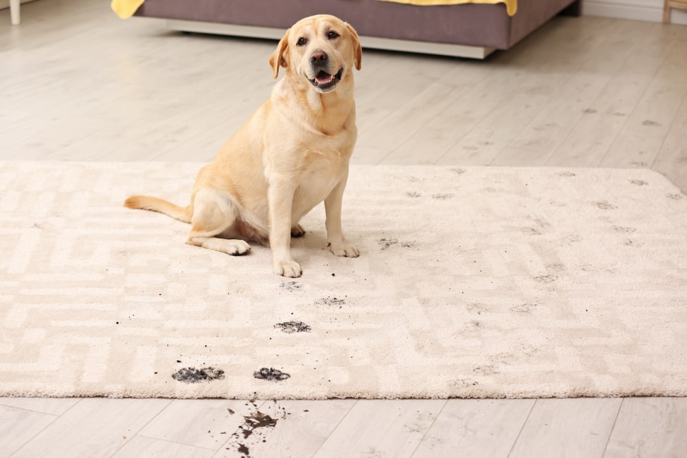 How Often Should You Clean Your Carpet With Pets?